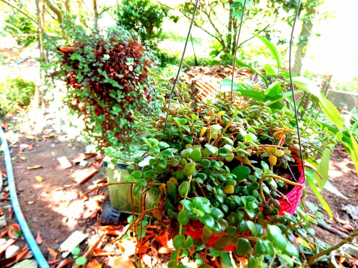Coco Happy Farm Villa Ben Tre Eksteriør bilde