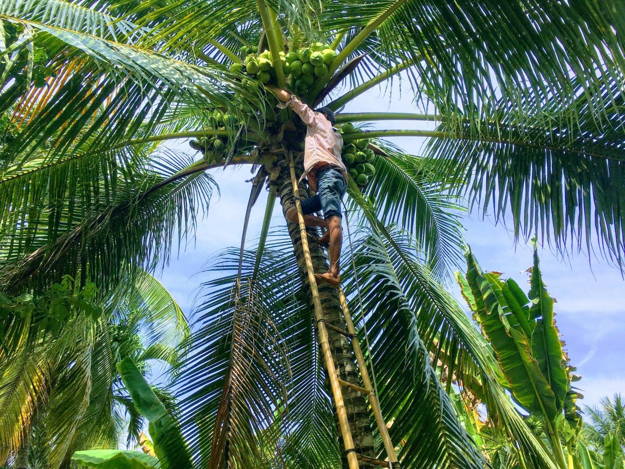 Coco Happy Farm Villa Ben Tre Eksteriør bilde